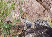 Réserve de Samburu 