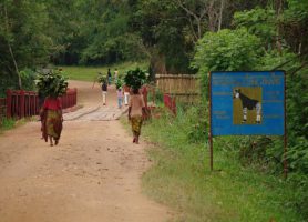 Réserve de faune à okapis : joyau des amoureux de la faune
