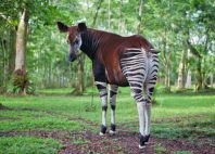 Réserve de faune à okapis 