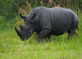 Réserve de rhinocéros de Ziwa : sur les traces d’un géant de la savane