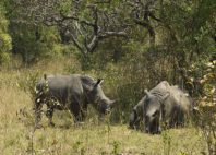 Réserve de rhinocéros de Ziwa 
