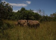 Réserve de rhinocéros de Ziwa 