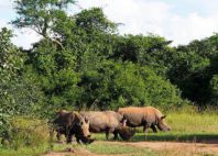 Réserve de rhinocéros de Ziwa 