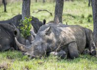 Réserve de rhinocéros de Ziwa 