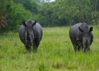 Réserve de rhinocéros de Ziwa 