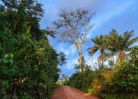 Réserve du Mont Nimba 