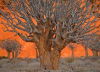 Richtersveld 