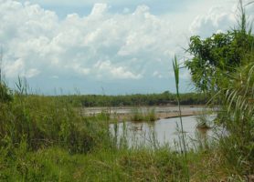 Rusizi National Park : au royaume des hippopotames