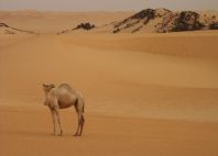 Désert du Ténéré 