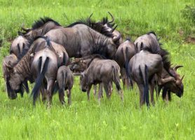 Thetford Game Reserve : un site magnifique