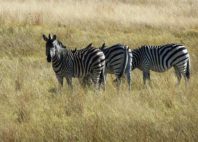 Thetford Game Reserve 