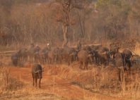 Thetford Game Reserve 