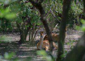 Parc national du W : au cœur d’un écosystème exubérant !