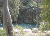 Yankari 