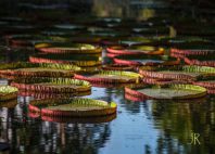 Jardin de Pamplemousses 
