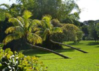 Jardin de Pamplemousses 