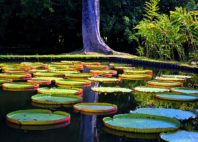 Jardin de Pamplemousses 
