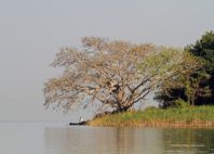 Lac Tana 