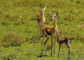 Parc national du Serengeti : un exceptionnel enclos