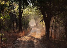 Parc national de Kasanka : une exploration inoubliable