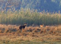 Parc national de Kasanka 