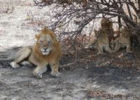 Parc national de Ruaha 