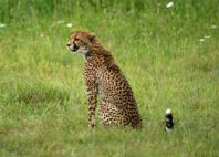 Parc national de Ruaha 