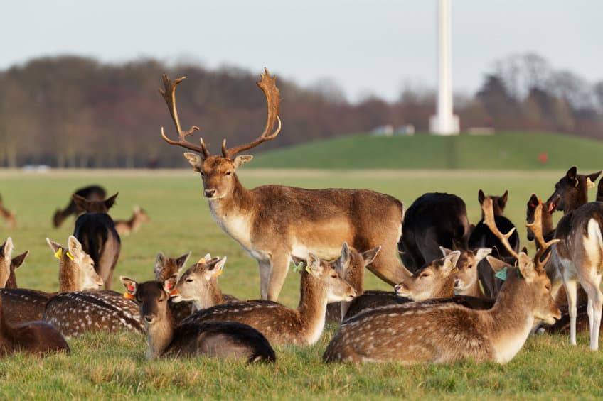 Phoenix park Irlande