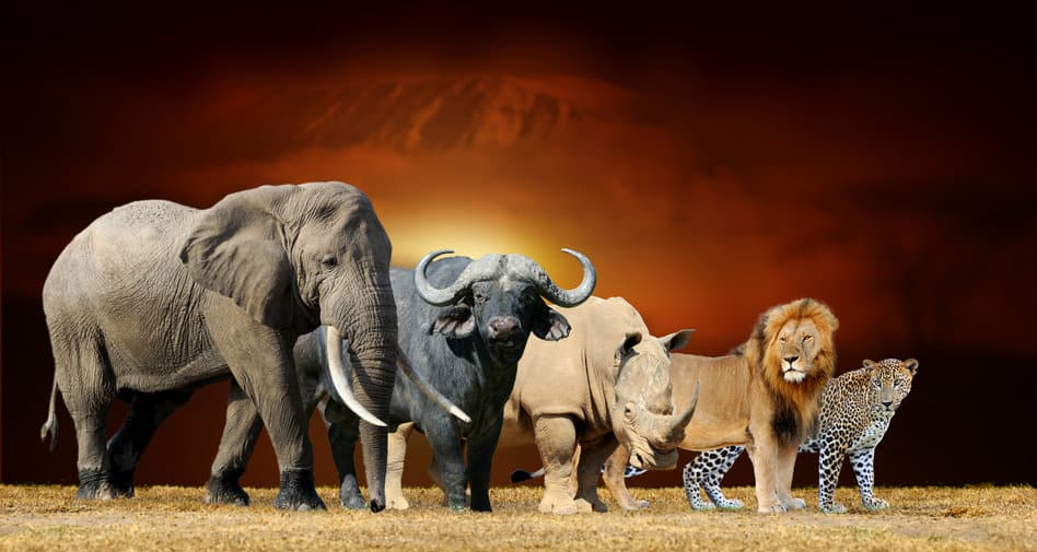 15 meilleures réserves et parc africains pour faire du safari