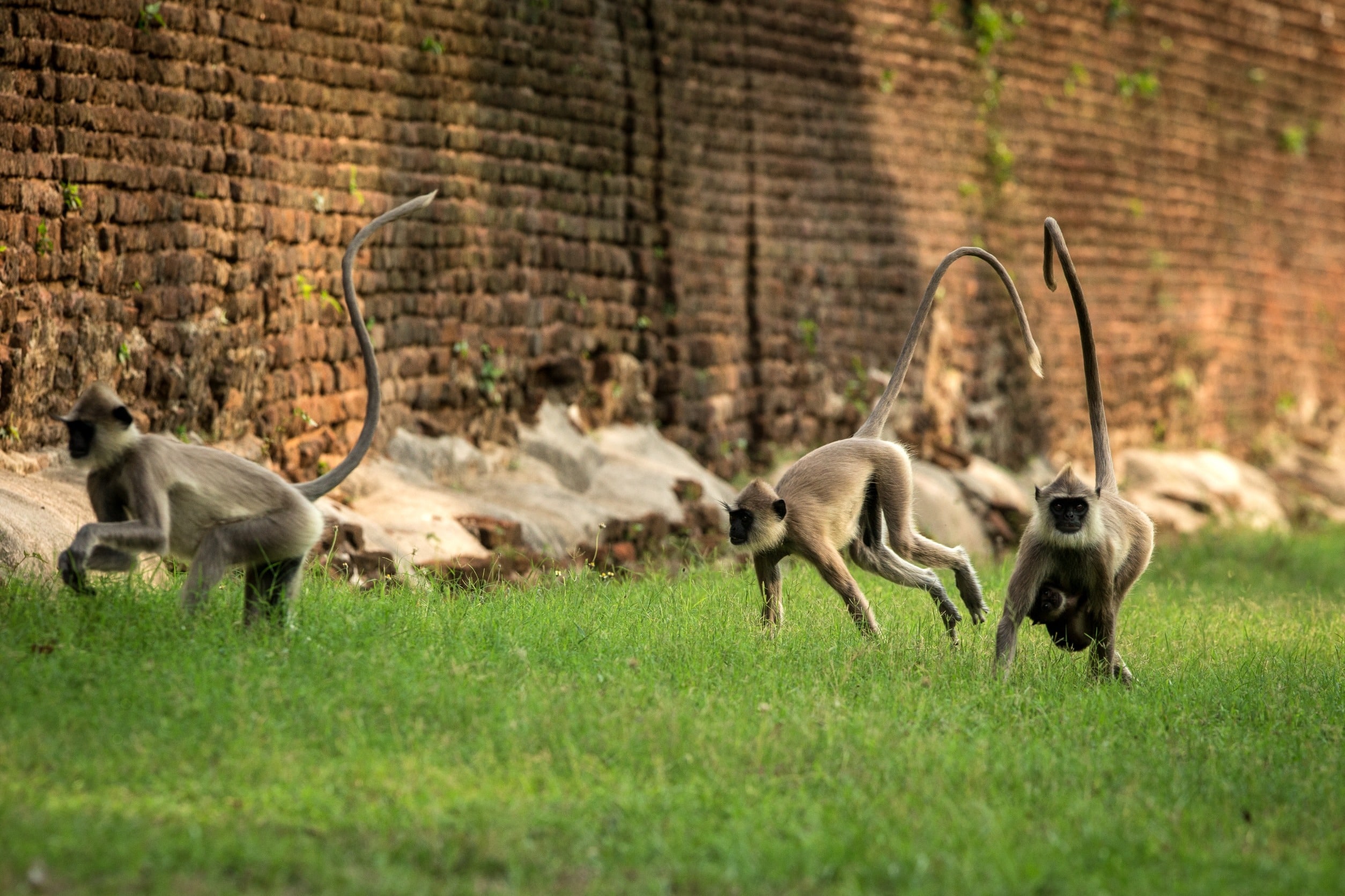 Le parc national de Mana pools, Zimbabwe