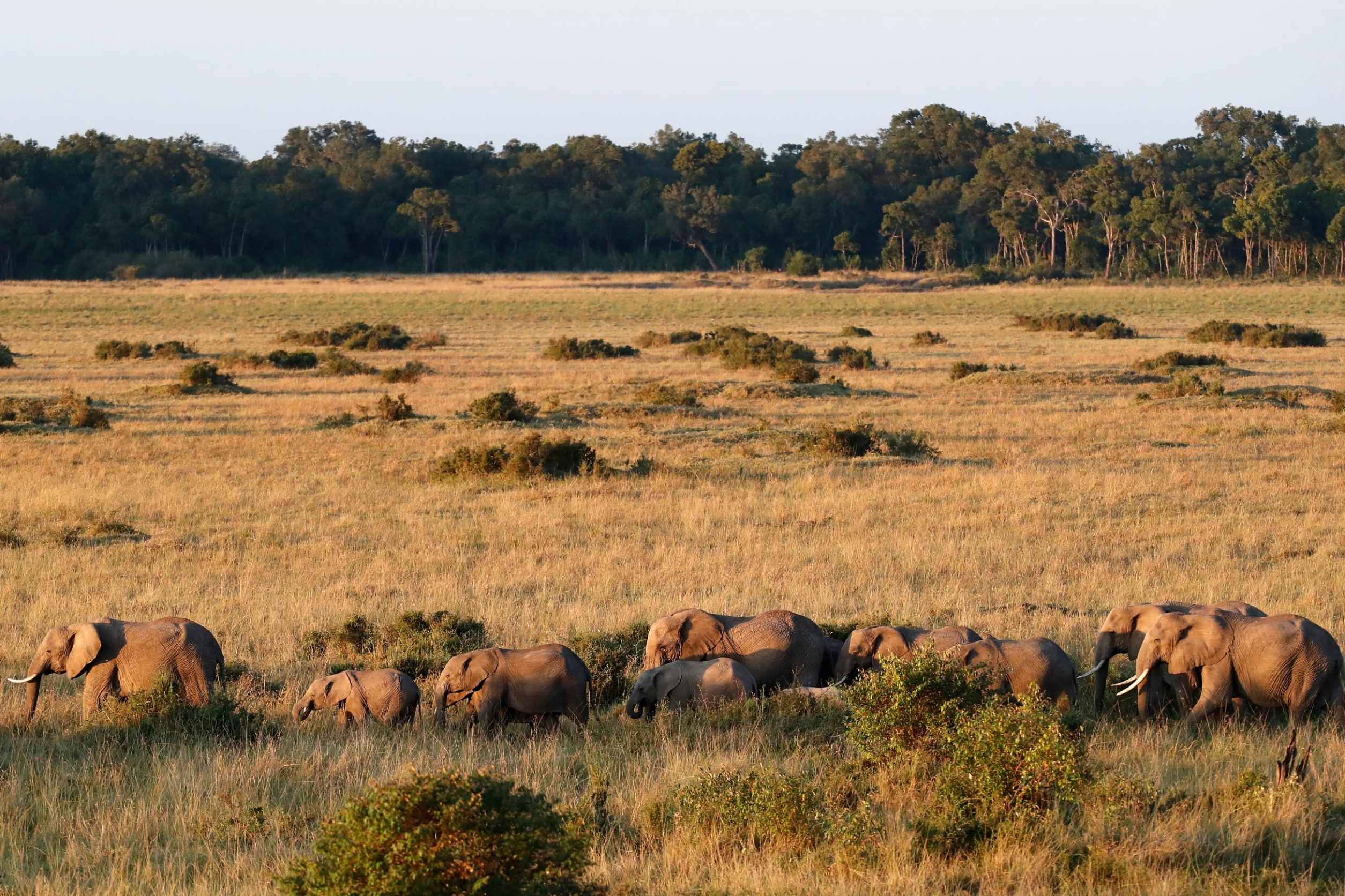 Le parc national de Chobe, Botswana