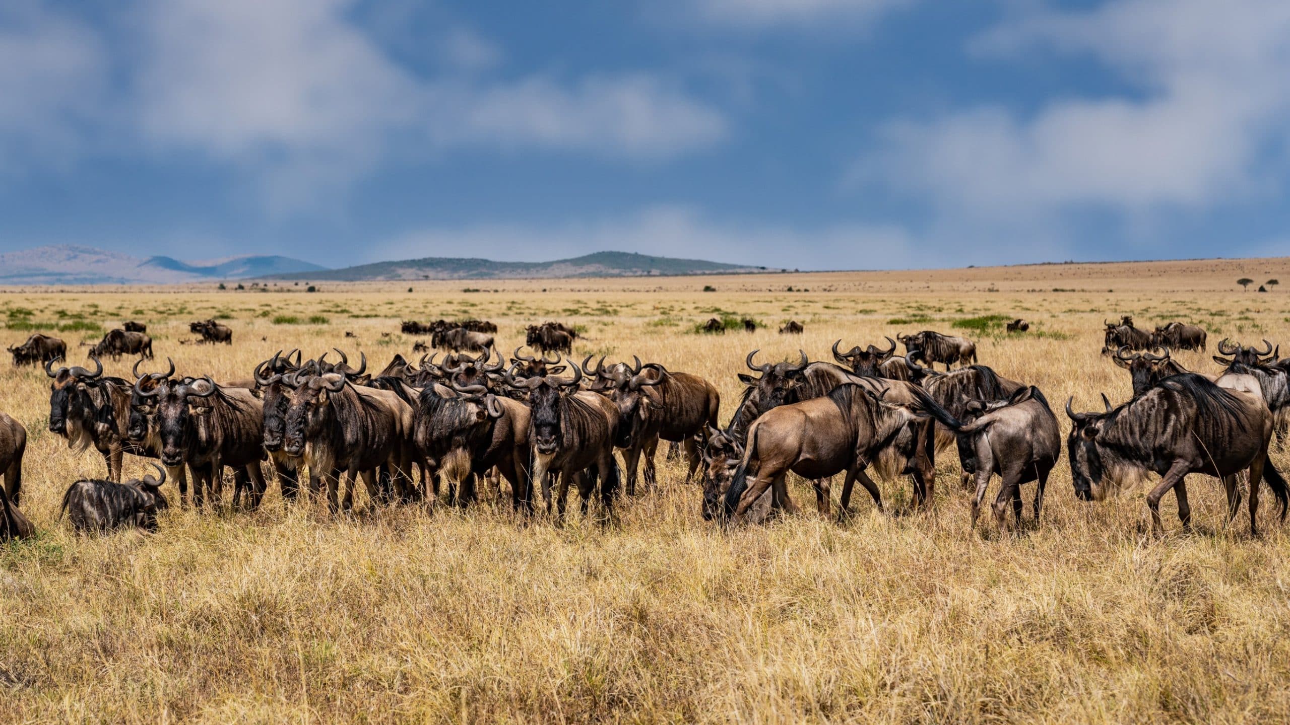 Le parc national de Serengeti, Tanzanie