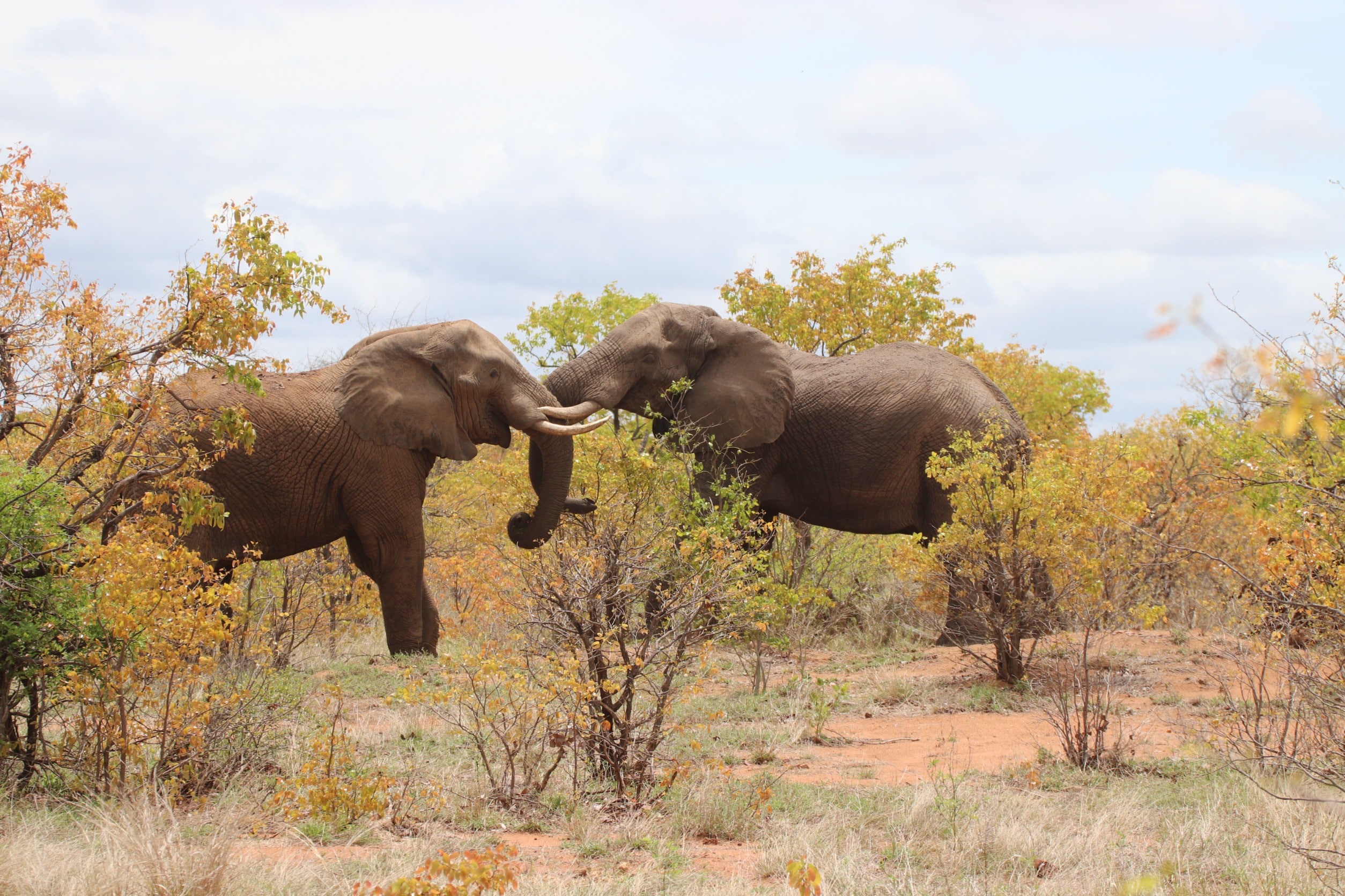 Le Addo Elephant National Park, Afrique du Sud
