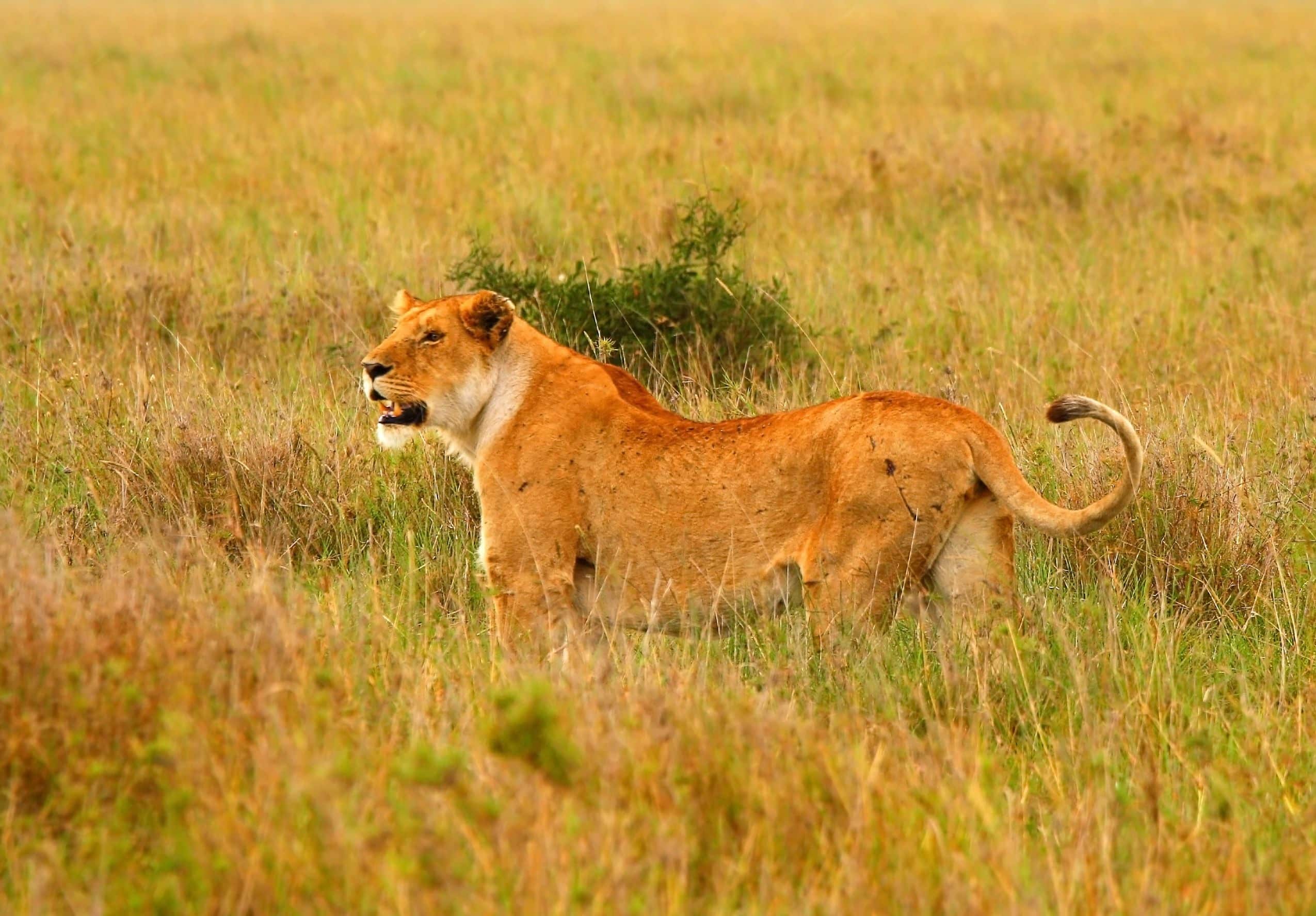 Le parc National de Kafue, Zambie