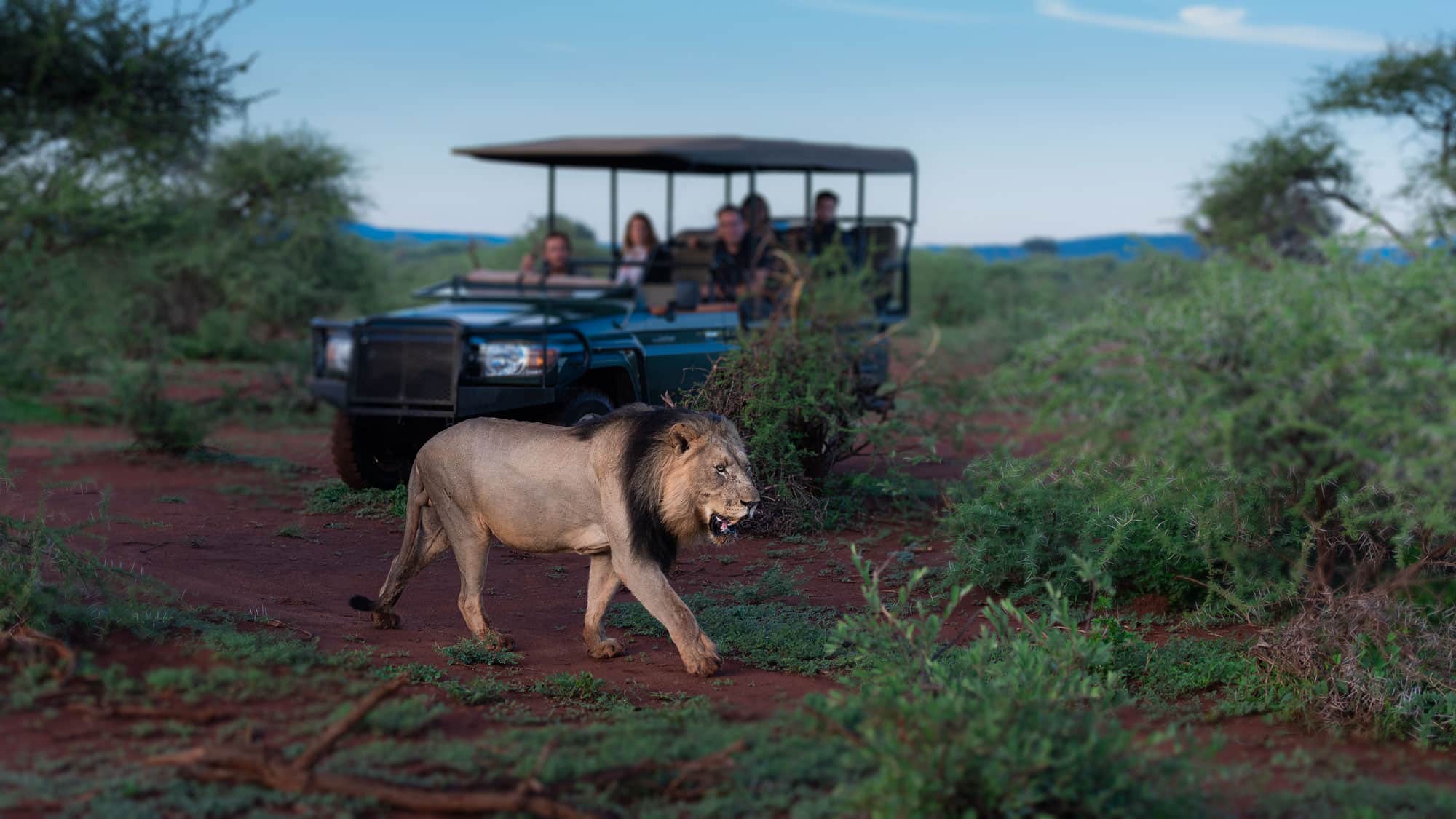 La réserve privée de Madikwé, Afrique du Sud