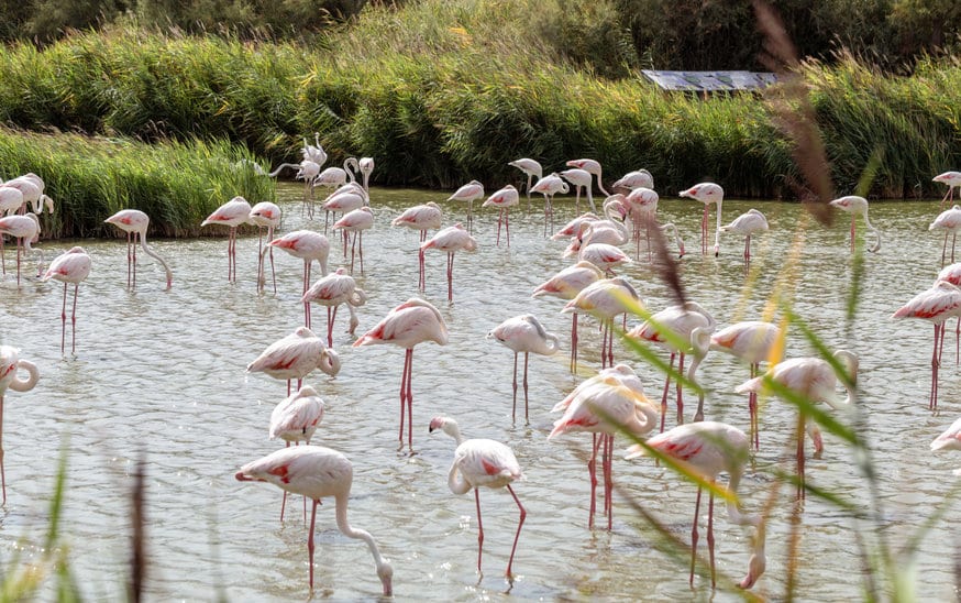 Plus de flamants roses au crépuscule, Saintes-Maries-de-la-Mer, Parc Naturel Régional de Camargue, France