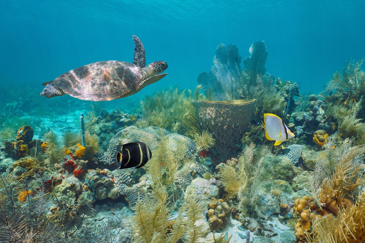 fonds marins, plongée en Martinique