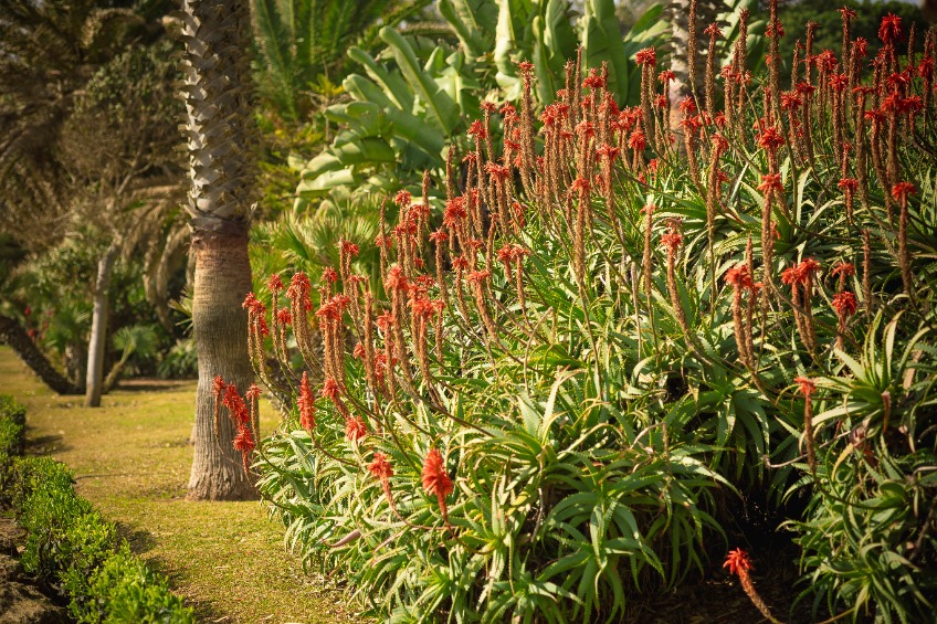 Jardin, Marbella