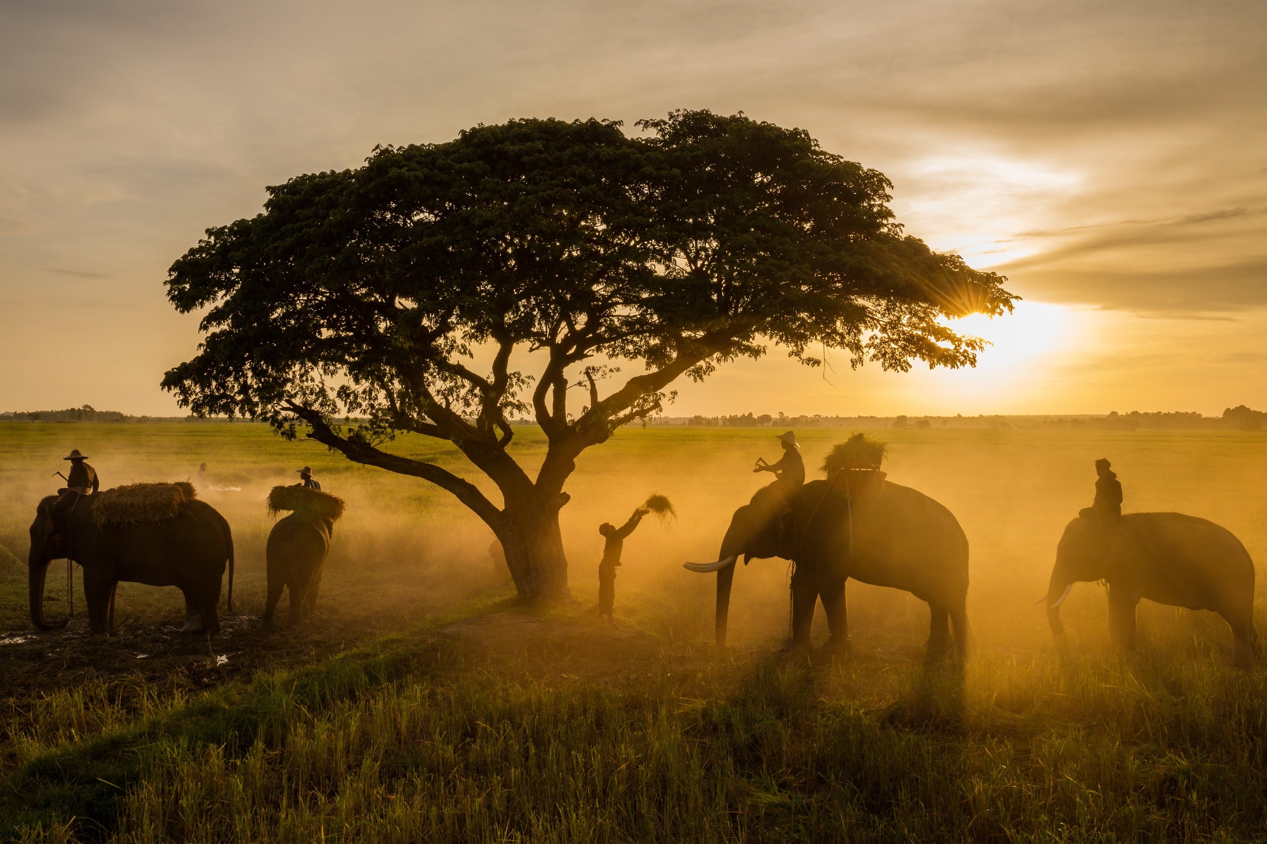 10 choses à découvrir absolument lors d’un Safari en Tanzanie