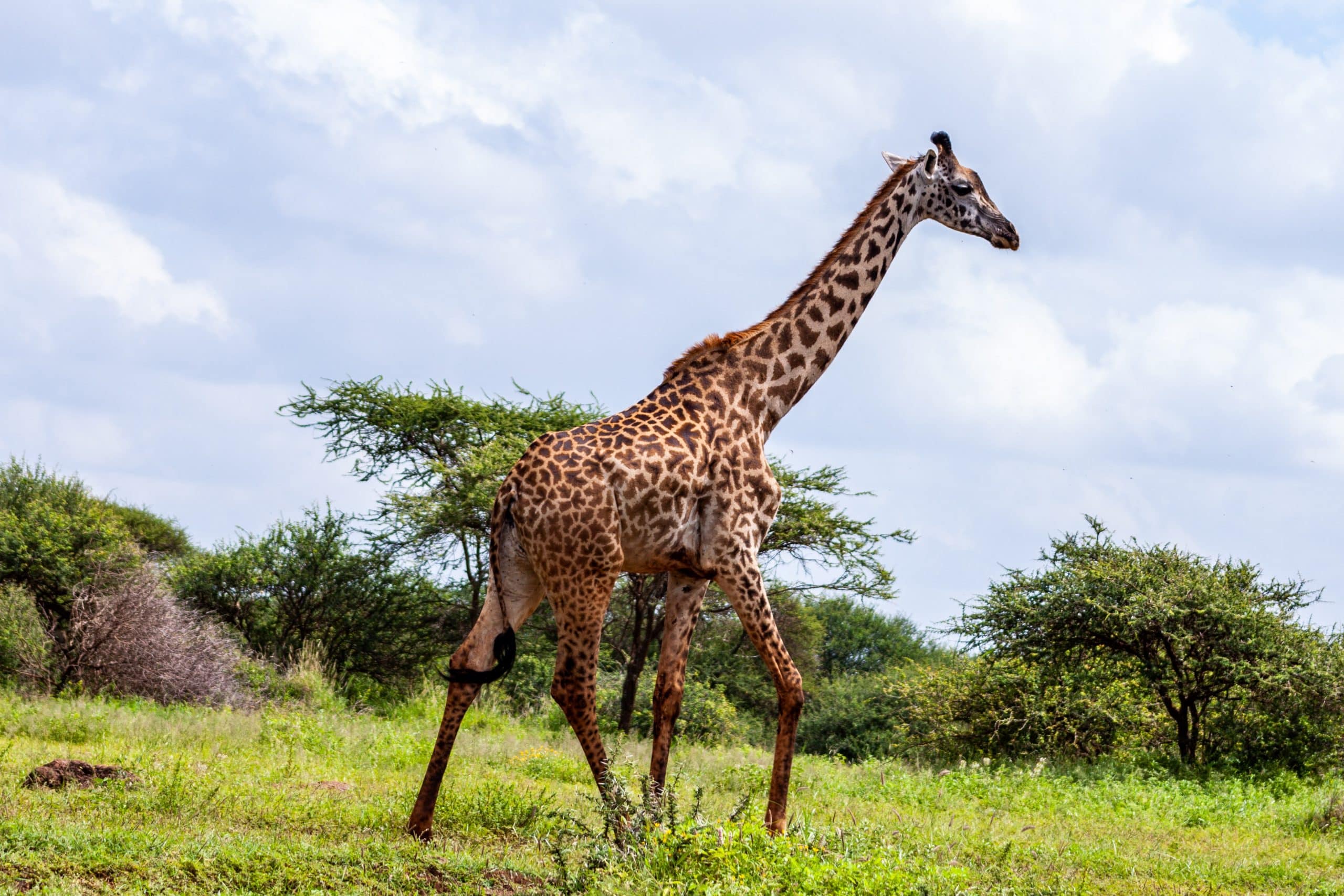 Girafe debout sur un terrain