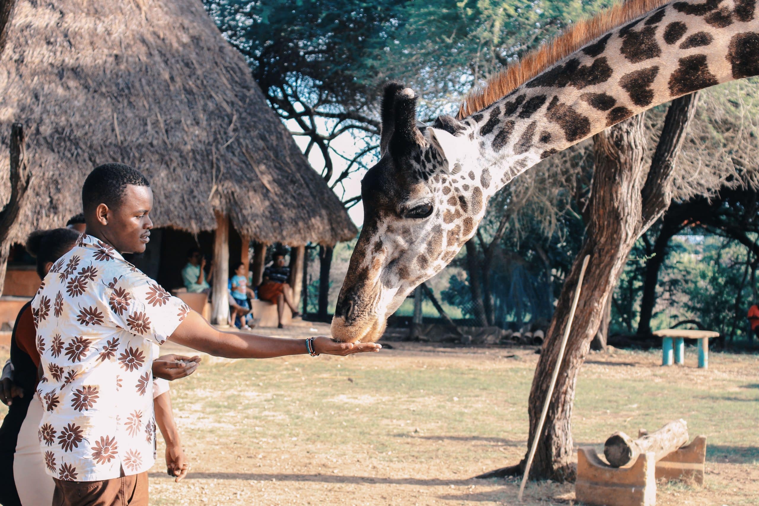 Homme caressant une girafe, habillé de manière assortie