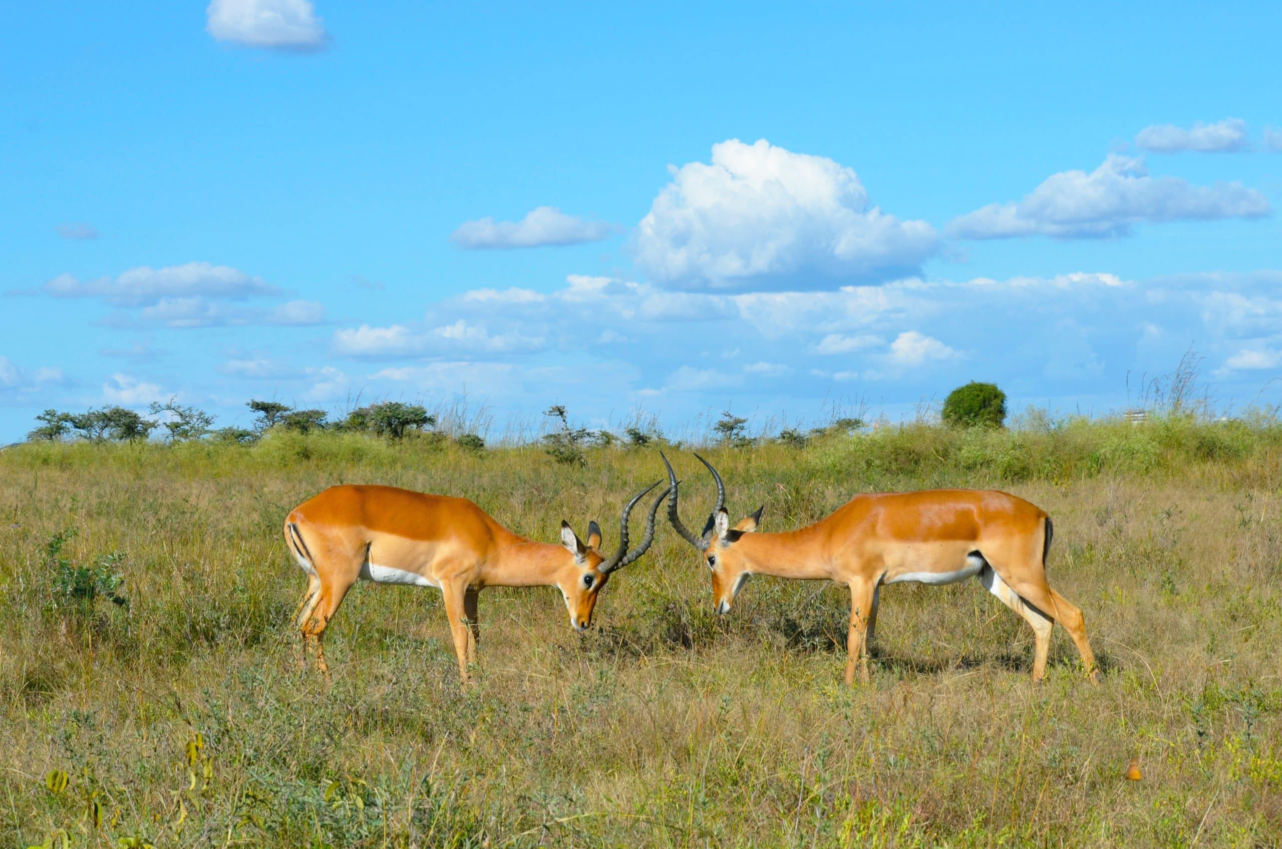 Deux gazelles face à face