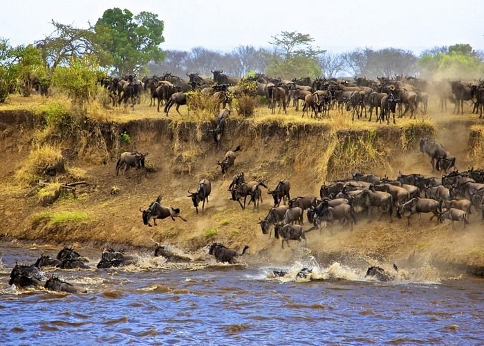 le parc National du Serengeti / Crédits : Tripadvisor